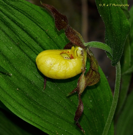 {Cypripedium parviflorum}